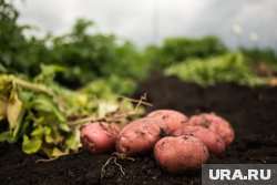 Агрономы советуют подкапывать картофель в сухую погоду