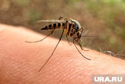 Избавиться комаров можно с помощью спреев и москитной сетки