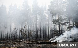 В департаменте недропользования Югры рассказали, какие районы региона пострадали от пожаров летом 2025 года