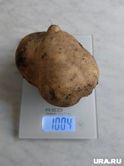 Вес выращенной половинцами картошки превышает килограмм