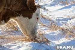 Коровы вышли на дорогу, учуяв противогололедную соль