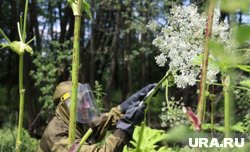 При обрезании зонтиков борщевика нужно надевать специальные очки, чтобы не получить ожоги глаз