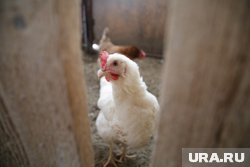 Кур-несушек не уничтожают в России