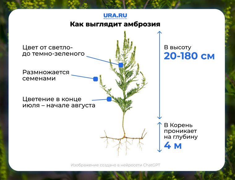 Амброзия опасная для сельского хозяйства и для здоровья людей