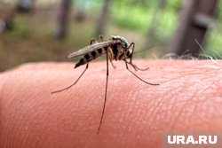 Заразиться ЛЗН можно через укус комара, который является носителем вируса