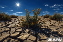 В некоторых случаях разумнее принять кислую почву как данность и переориентироваться на посадку тех культур, которым такая среда подходит
