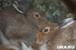 Заяц гулял по парку имени Горького