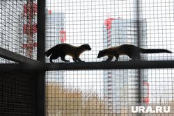Местная жительница просит соседей быть внимательнее и принять меры для защиты домашних животных