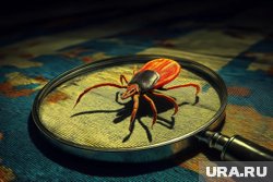Врач предупредил россиян об октябрьском пике активности клещей