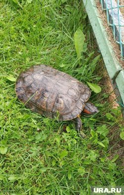 Черепаху могли выбросить в реку нерадивые хозяева