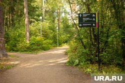 В лесу сделали маршруты для бегунов, пешеходов и велосипедистов с удобной навигацией