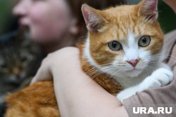 Причин отказа кошек от сухого корма может быть масса