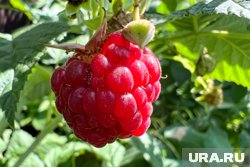 Малину можно садить весной и осенью