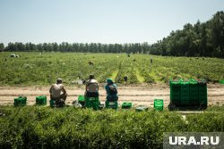 Лут заявила, что из-за дефицита дождей озимые в РФ сеют "практически в песок"