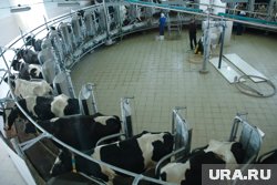 Работодатель готов обучить будущего специалиста по дойке коров
