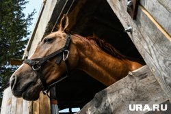 В Нижневартовске жителей позабавили лошади на остановке