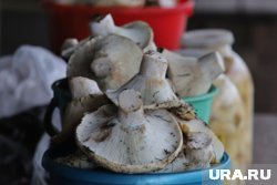 Курганцы стали выставлять на продажу грибы (архивное фото)