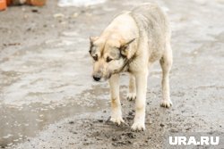 Женщина морила собак голодом