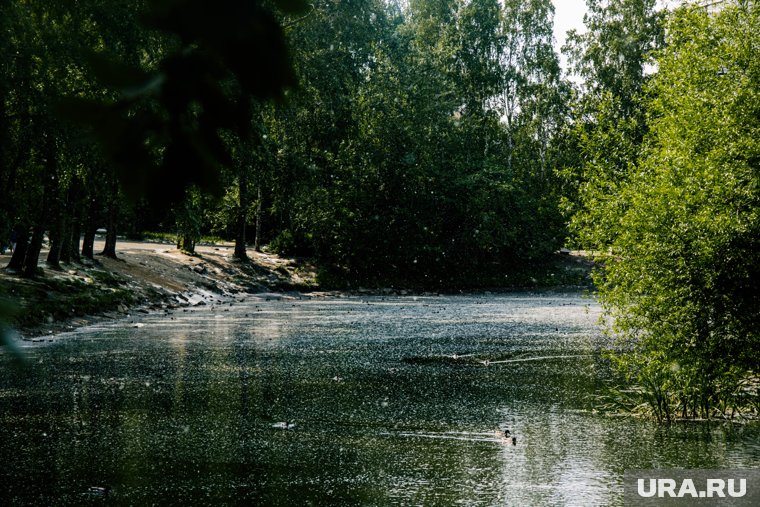 Купание в «цветной» воде может привести к отравлению