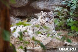 Братья с легкостью преодолевают различные препятствия, демонстрируя отличную прыгучесть