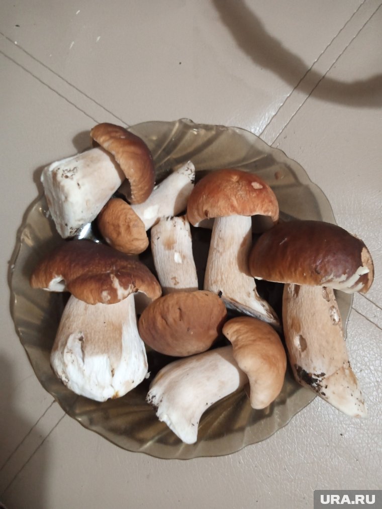 Белые, собранные в районе Верхней Курьи