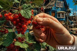 Участок продается в СНТ Кургана