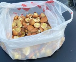 Маслята собрали в лесу
