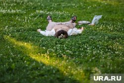 Газон нужно разбивать только на солнечном участке