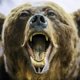 Медведь ворвался в школу на Камчатке и напал на людей: что случилось 