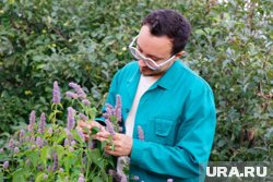 Курганцы применяют травы для иммунитета, которые растут на дачах и в полях