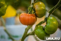 Чтобы вырастить помидоры, потребуется подсветка