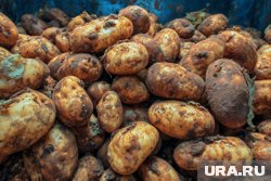 Многие дачники сталкиваются с проблемой гнили картофеля