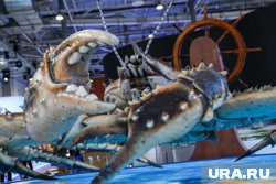 Россия ежегодно вылавливает от 80 до 100 тысяч тонн дорогостоящих видов крабов