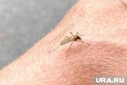 В России ожидают пик лихорадки Западного Нила