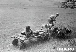 Собаки эвакуировали сотни раненых с полей боя