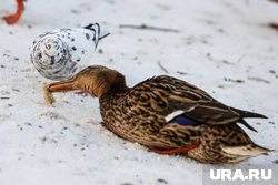 Дикие утки могут быть источником опасного вируса