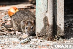 Крысы облюбовали дом на улице Максима Горького, 113