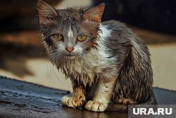 Инструкция, которая поможет спасти бездомного котенка
