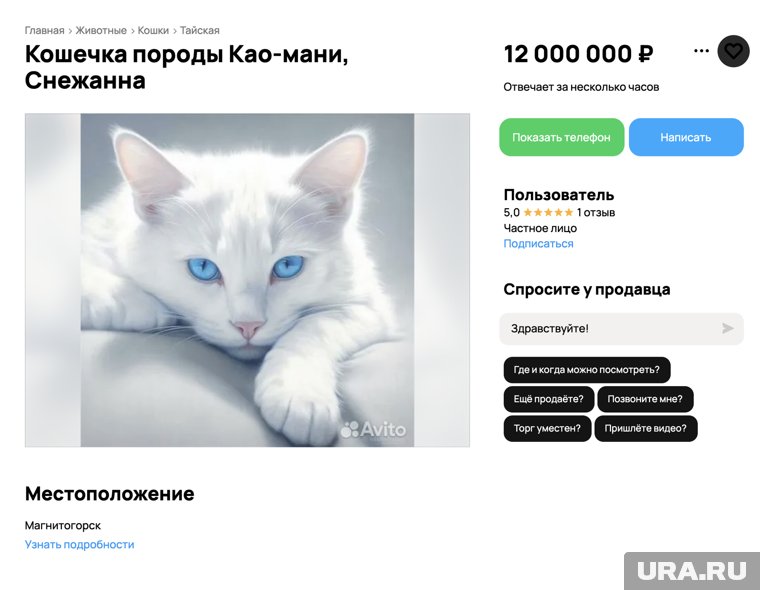 Кошку редкой породы продают в Магнитогорске 