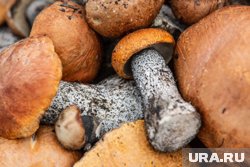 В конце июня жители Ямала хвастают уловом грибов