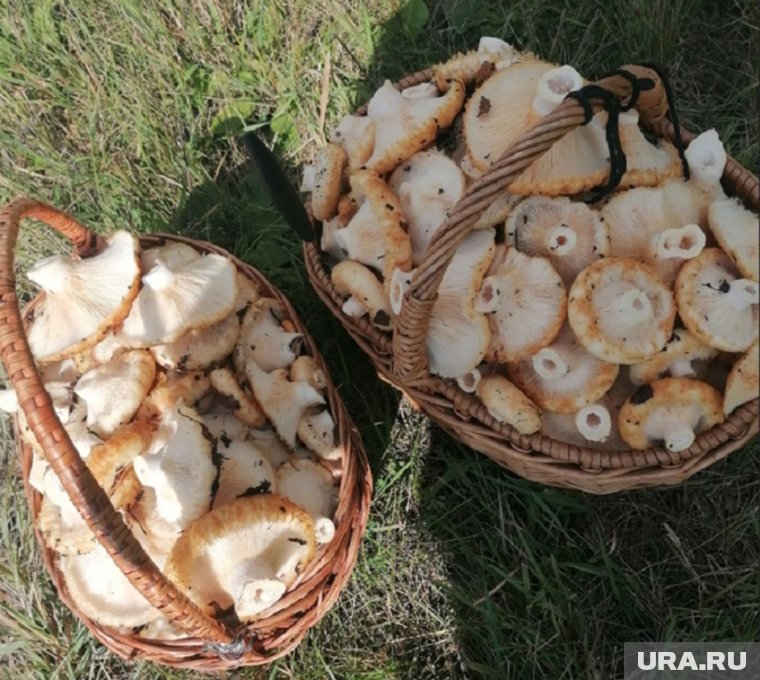 Урожай грибов