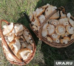 Урожай грибов
