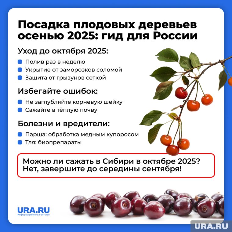 Если деревья не подкормить осенью, то в зиму они уйдут ослабленными