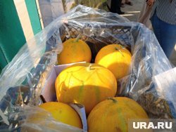 20 тонн дынь вернули на территорию Казахстана