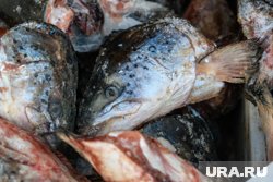 Артюхов проработает вопрос по льготам для коми-зырян