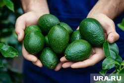 Авокадо принято есть свежим, потому что при термической обработке продукт начинает горчить