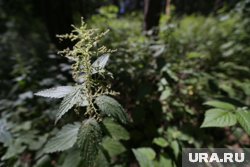 В народе считалось, что крапива, приготовленная 11 июля, станет особенно полезной для здоровья