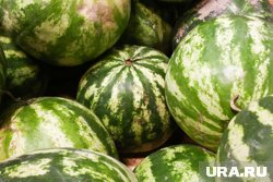 Из-за перезрелости вкусовые качества арбуза оставляют желать лучшего