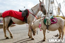 Животные смогут появляться только в отведенных местах и в определенные дни