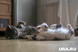 Из-за завалов мама-кошка не смогла пробраться к котятам